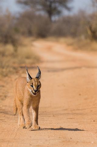 087 Zuid-Afrika, caracal.jpg